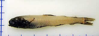 ภาพ ปลา bathyphilus (Taaningichthys bathyphilus)