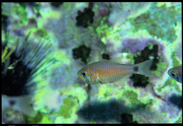 ภาพ ปลาอมไข่ลายทแยง (Taeniamia fucata)