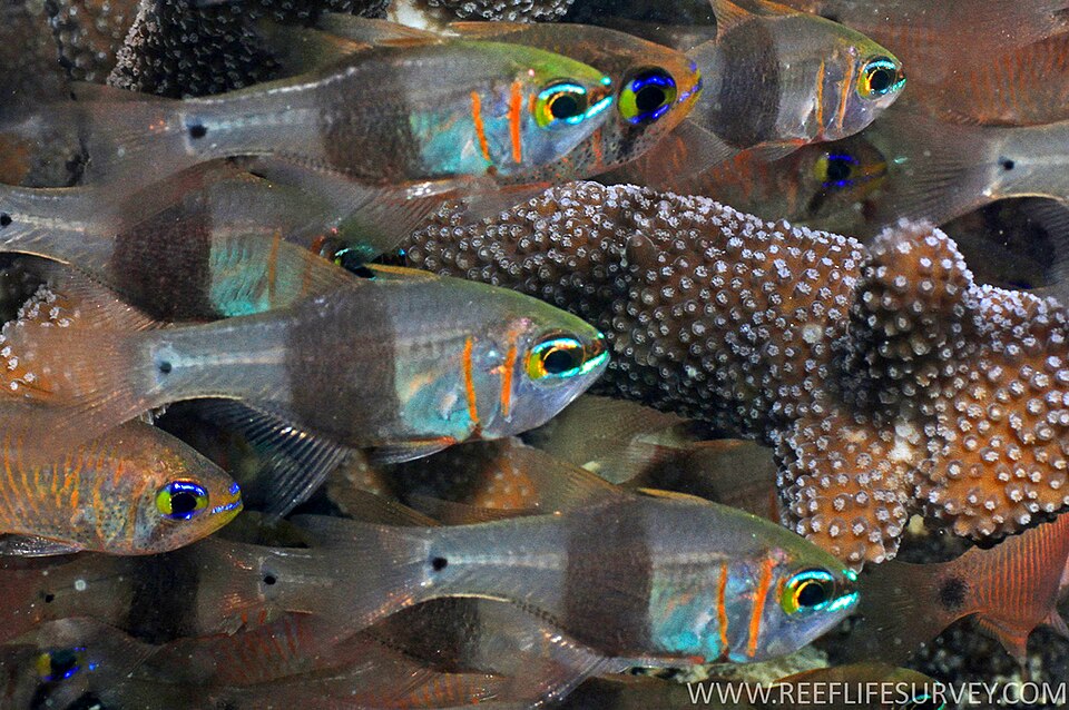 ภาพ ปลาอมไข่ zosterophora (Taeniamia zosterophora)