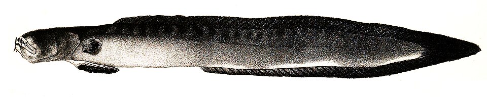 ภาพ ปลาบู่ buchanani (Taenioides buchanani)