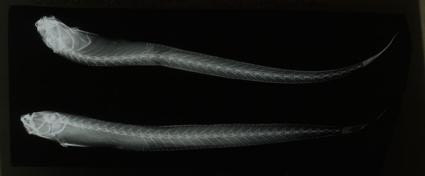 ภาพ ปลาบู่ caeculus (Taenioides caeculus)