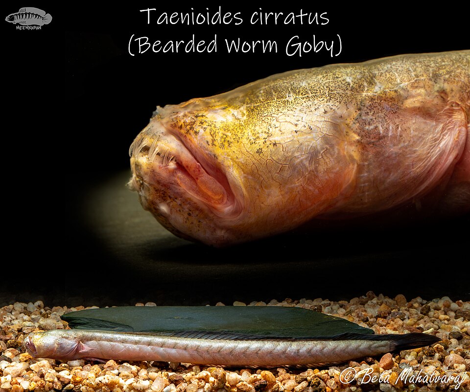 ภาพ ปลาเขือคางยื่น (Taenioides cirratus)