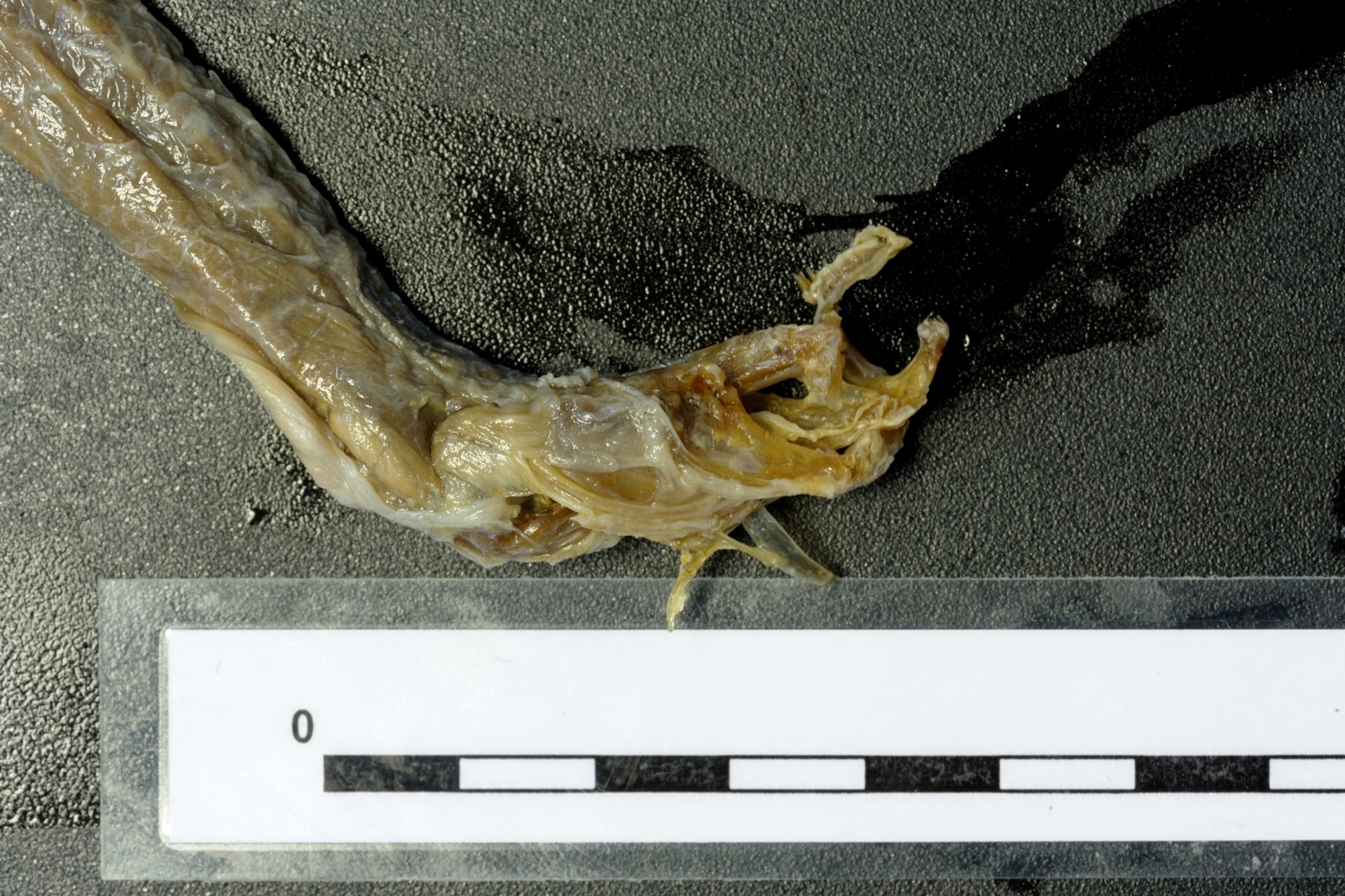 ภาพ ปลาบู่ eruptionis (Taenioides eruptionis)