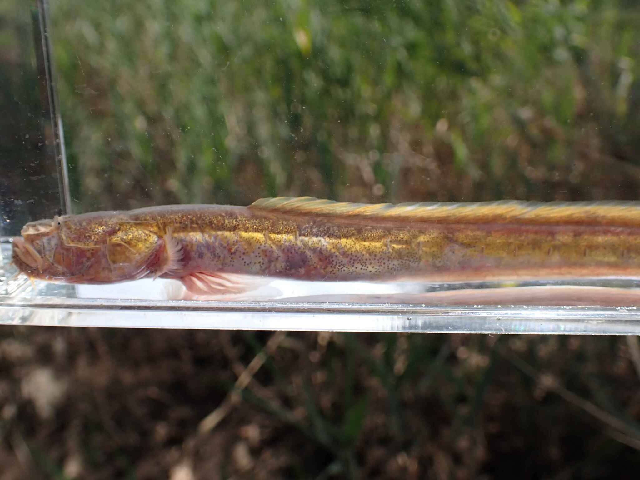 ภาพ ปลาเขือเรียว (Taenioides gracilis)