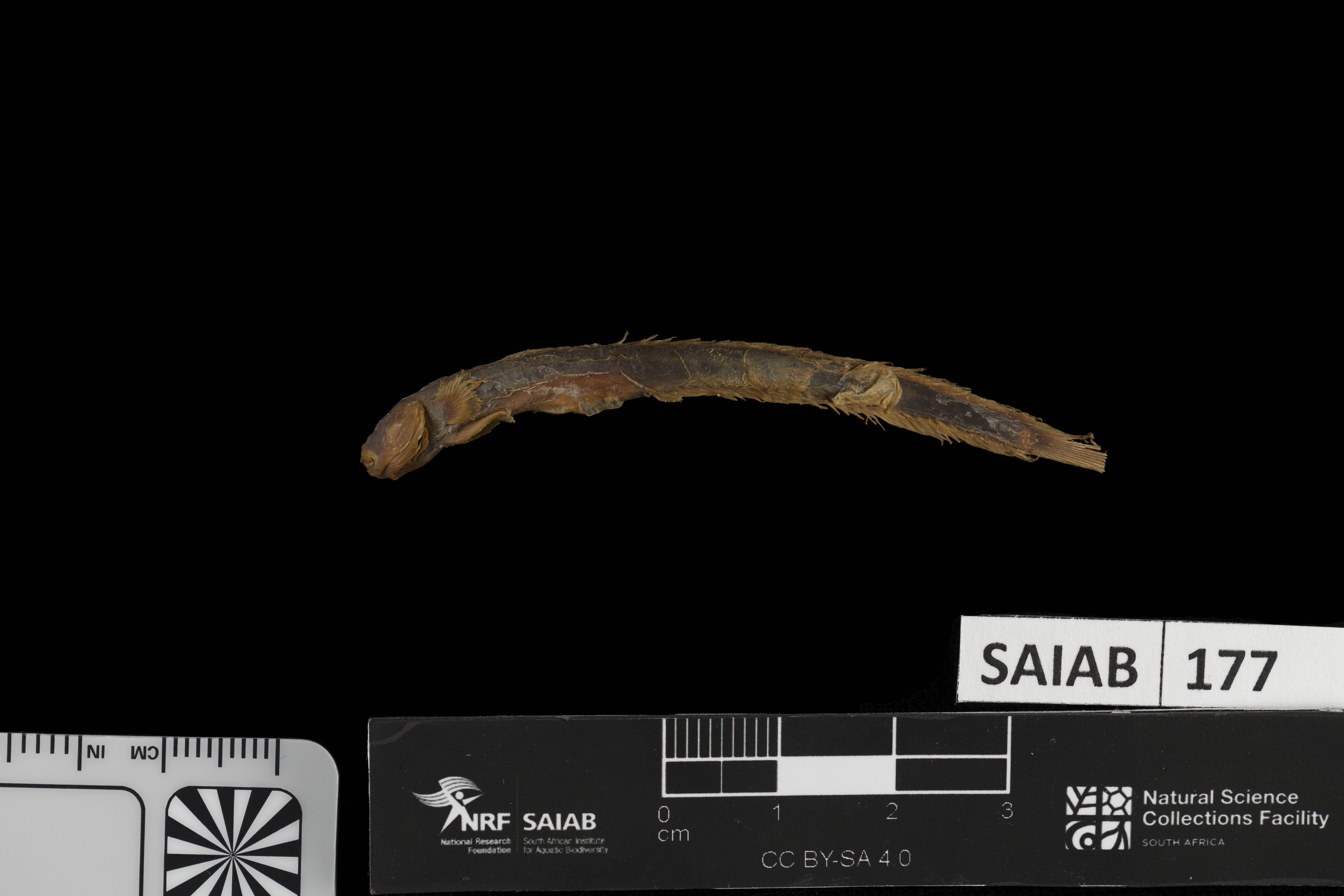 ภาพ ปลาบู่บู่ (Taenioides jacksoni)