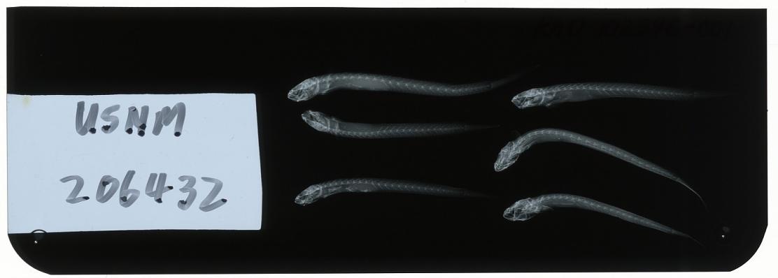 ภาพ ปลาบู่บู่ (Taenioides limicola)