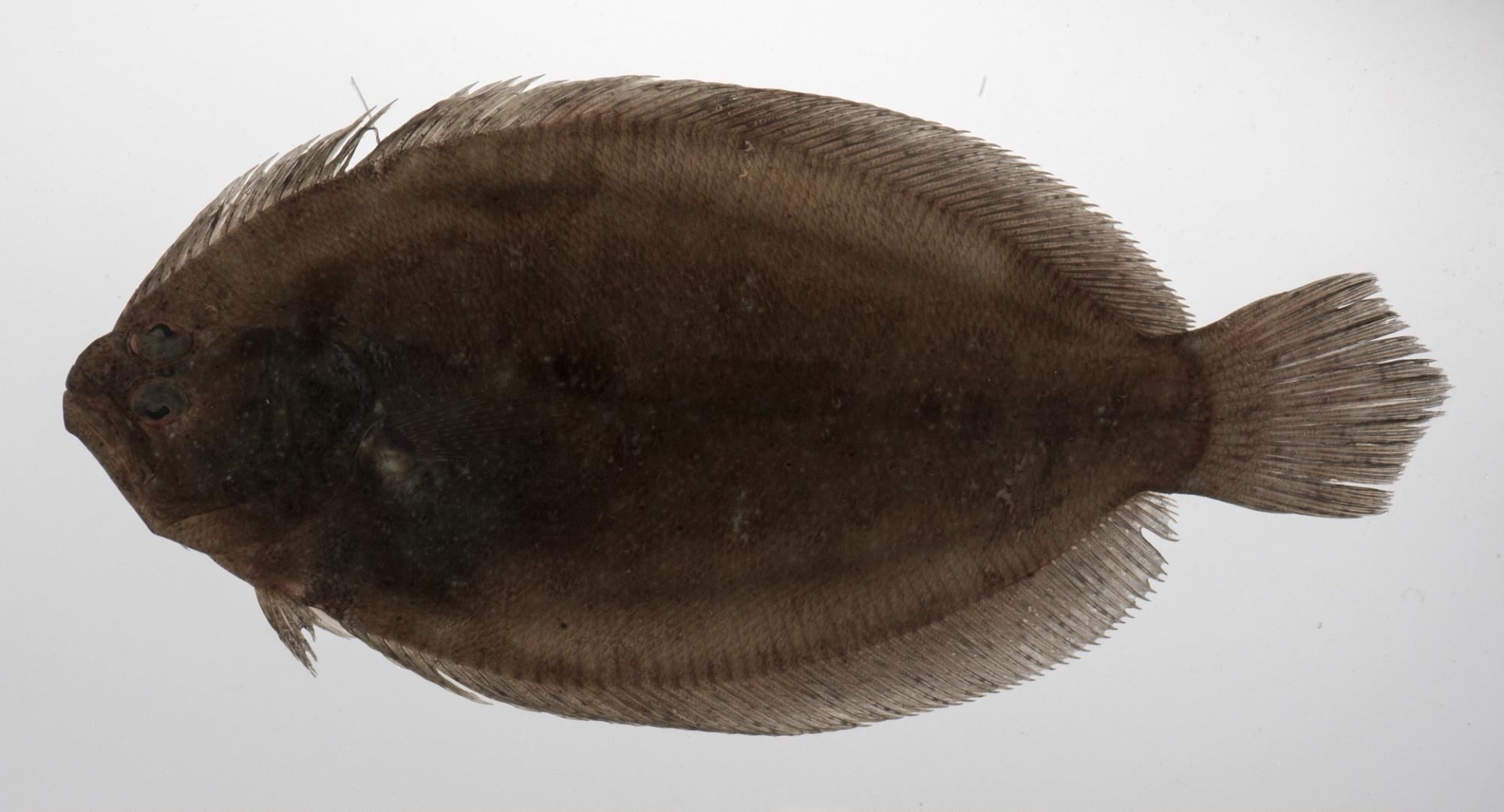 ภาพ ปลา ocellata (Taeniopsetta ocellata)