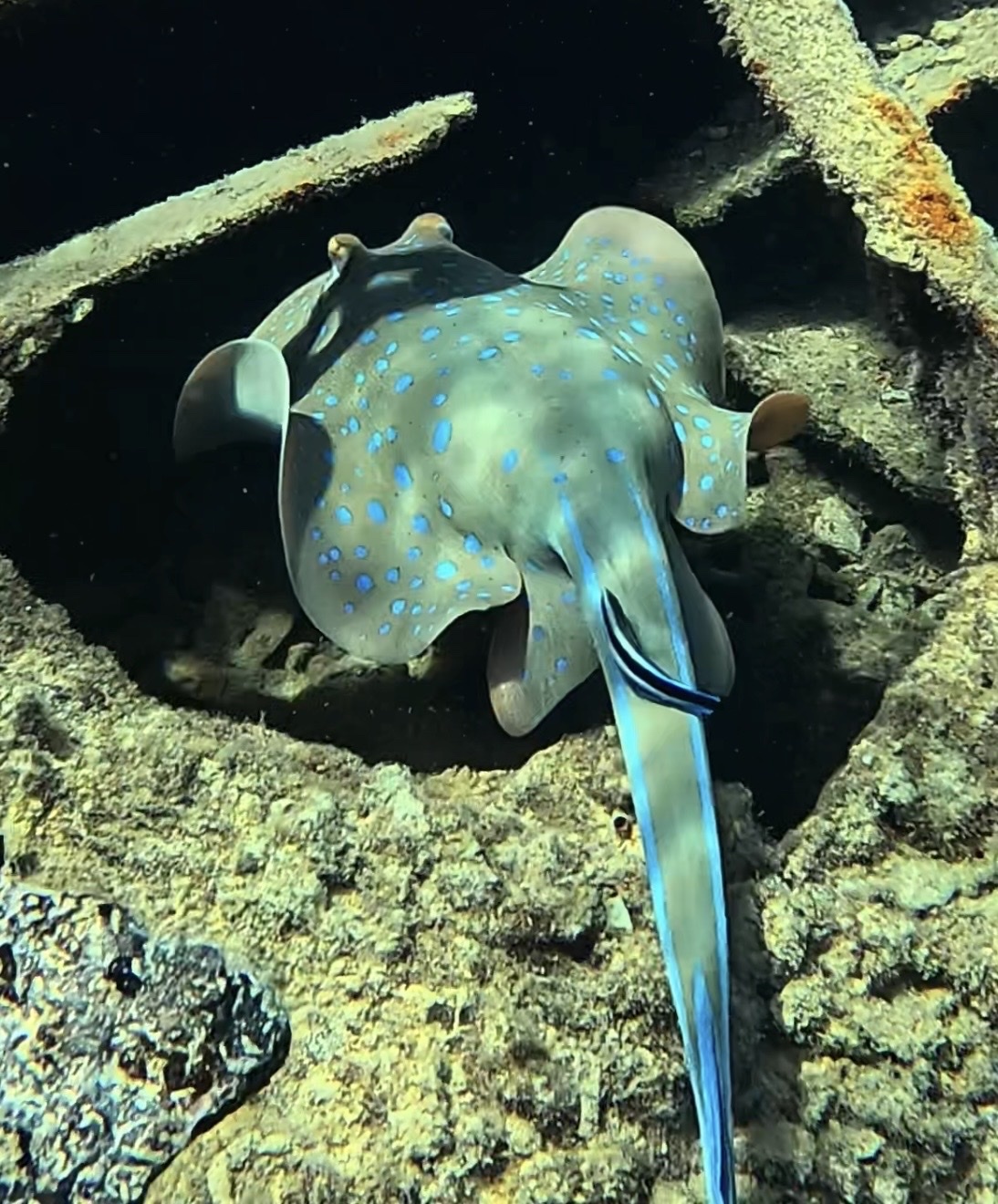 ภาพ ปลา lymma (Taeniura lymma)