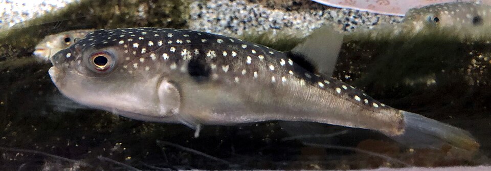 ภาพ ปลาปักเป้า alboplumbeus (Takifugu alboplumbeus)