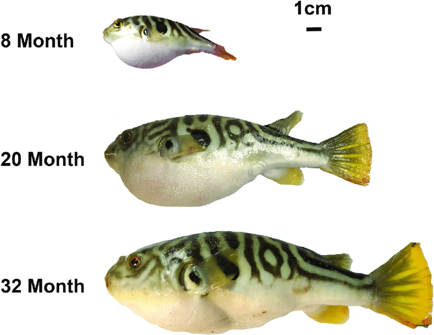 ภาพ ปลาปักเป้าลายเส้น (Takifugu bimaculatus)