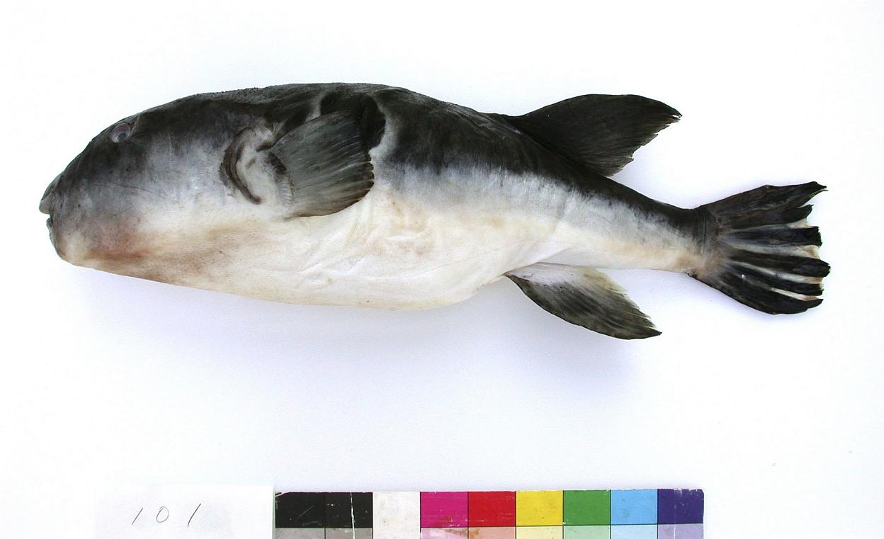 ภาพ ปลาปักเป้าจีน (Takifugu chinensis)