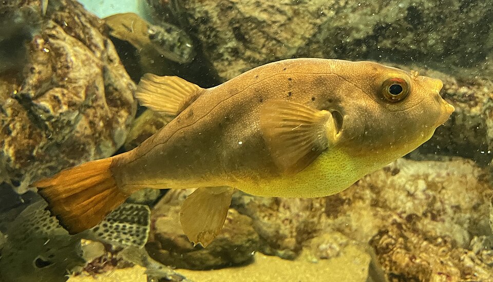 ภาพ ปลาปักเป้าแดง (Takifugu chrysops)