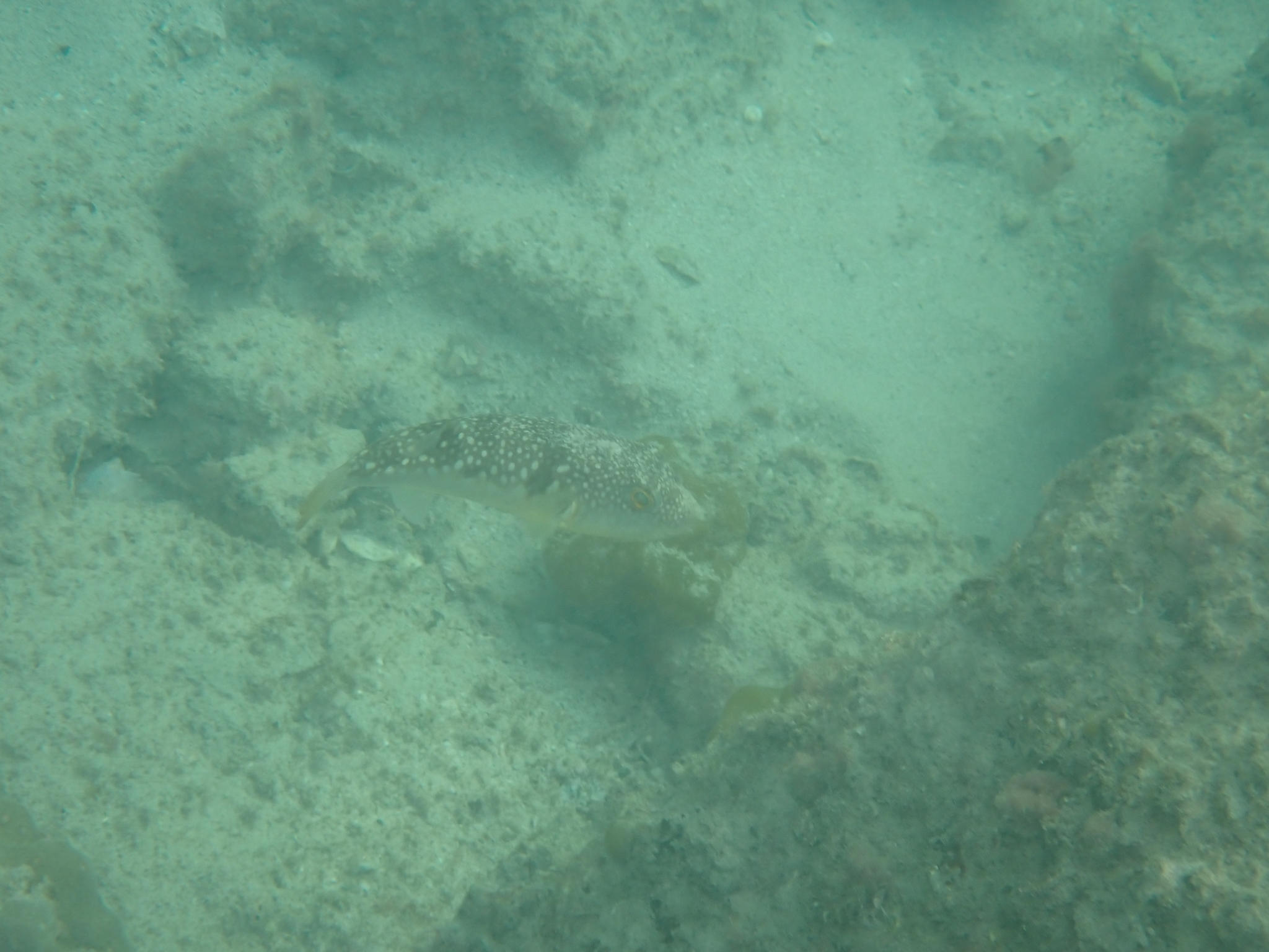ภาพ ปลาปักเป้า flavidus (Takifugu flavidus)