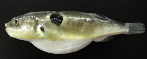 ภาพ ปลาปักเป้า obscurus (Takifugu obscurus)
