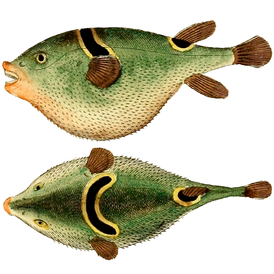 ภาพ ปลาปักเป้าลายตา (Takifugu ocellatus)
