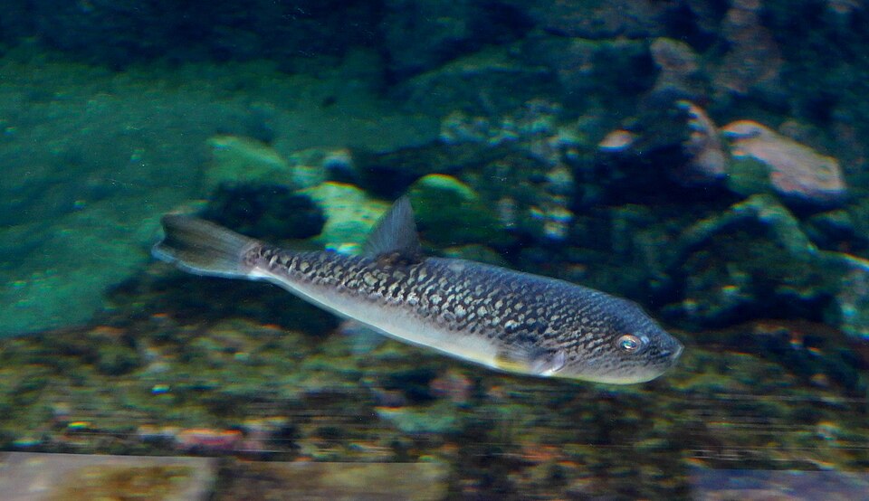 ภาพ ปลาปักเป้า poecilonotus (Takifugu poecilonotus)