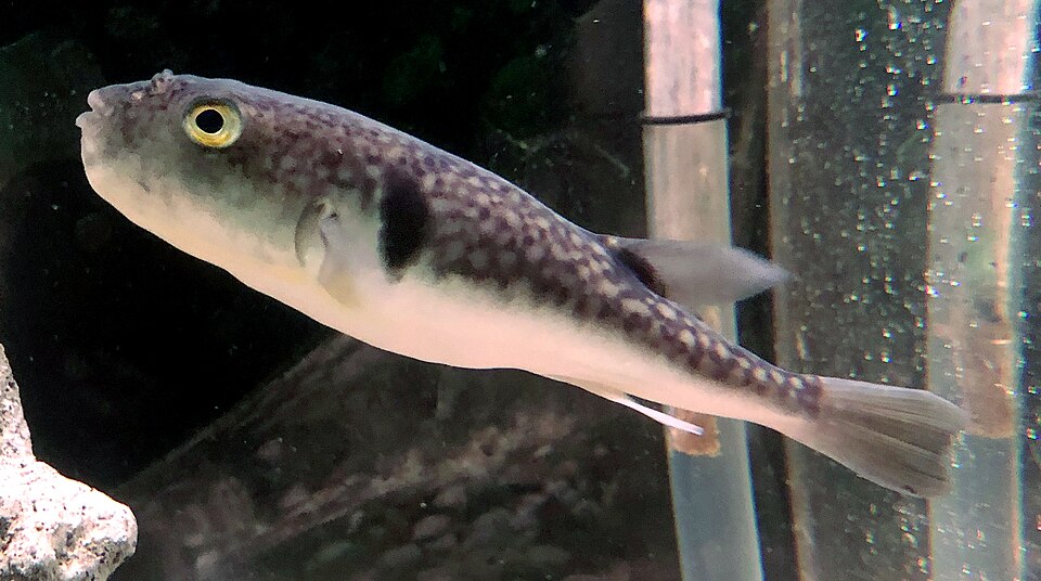 ภาพ ปลาปักเป้า porphyreus (Takifugu porphyreus)