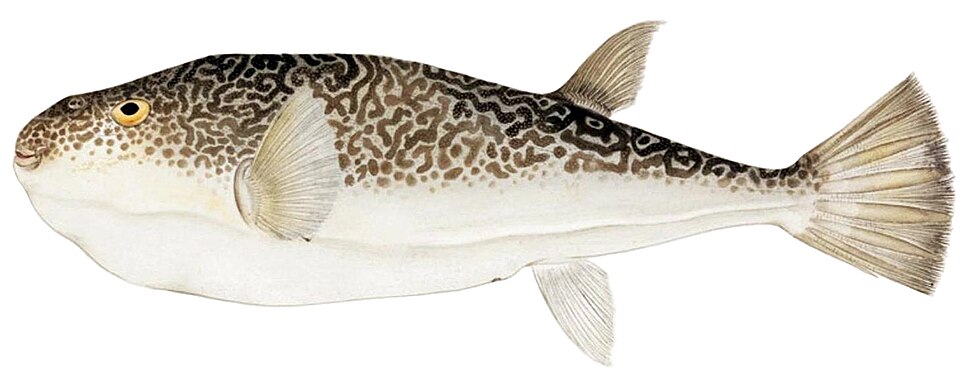 ภาพ ปลาปักเป้าม่วง (Takifugu vermicularis)