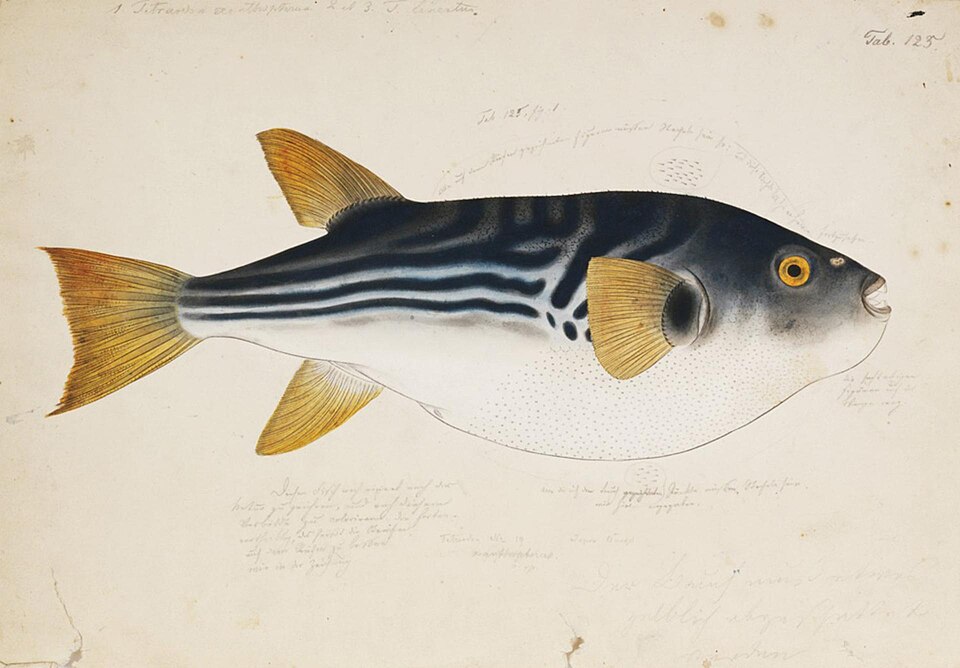 ภาพ ปลาปักเป้าครีบเหลือง (Takifugu xanthopterus)
