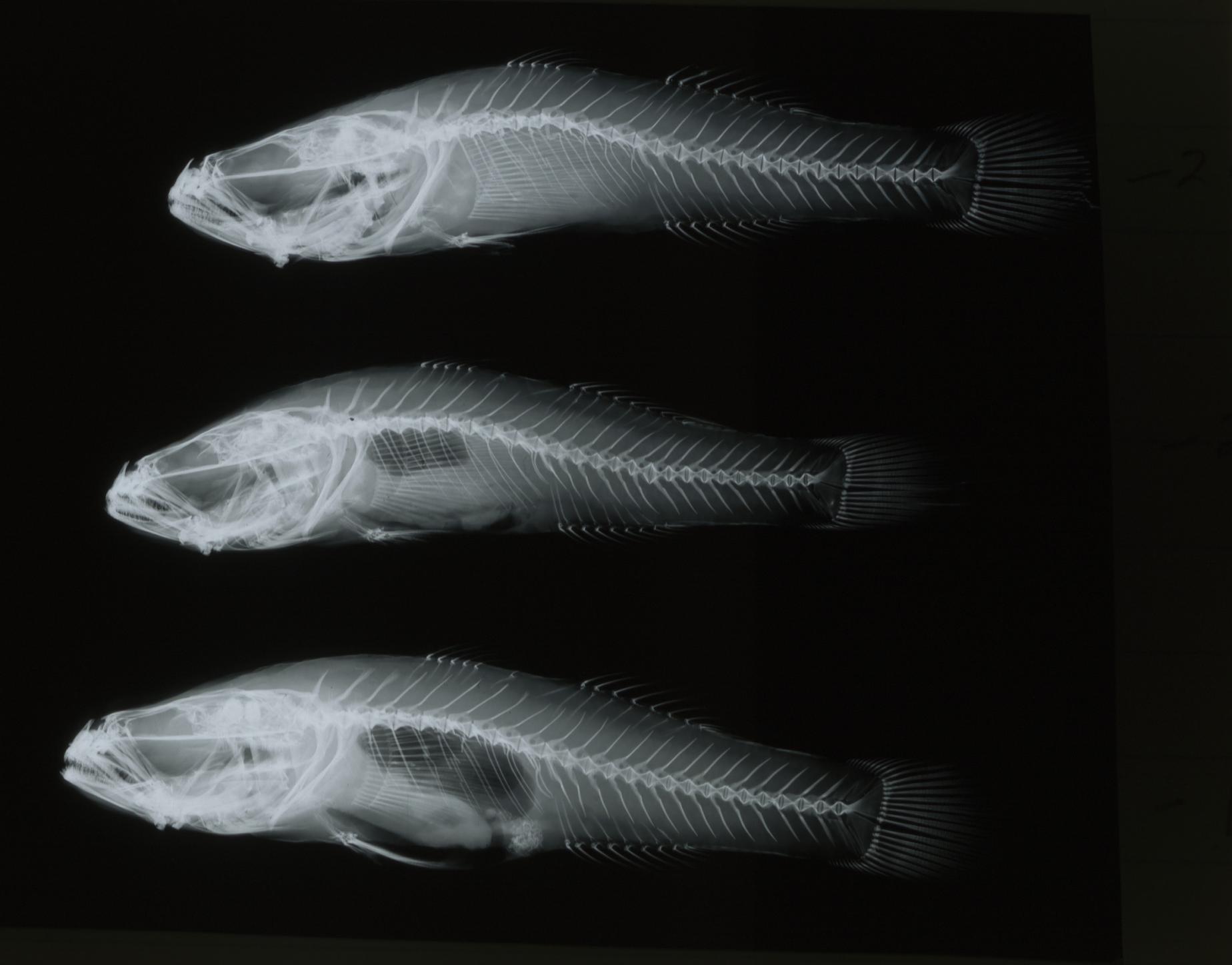 ภาพ ปลาบู่ siitensis (Tamanka siitensis)