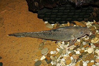 ภาพ ปลา tandanus (Tandanus tandanus)