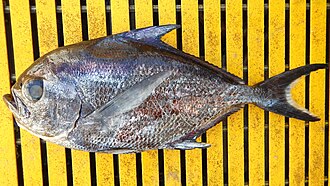ภาพ ปลา steindachneri (Taractichthys steindachneri)