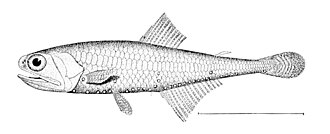 ภาพ ปลา crenularis (Tarletonbeania crenularis)