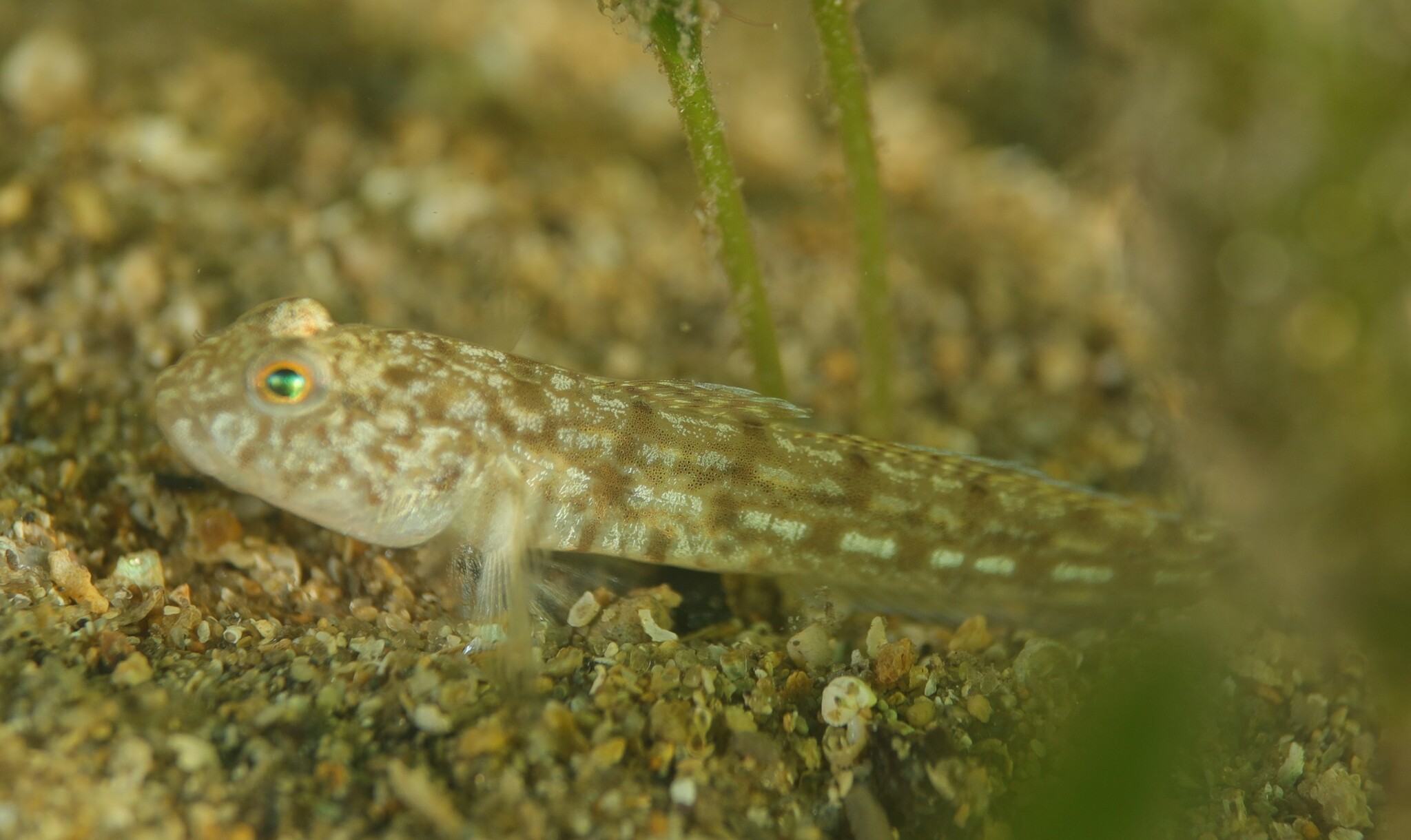 ภาพ ปลาบู่ gloveri (Tasmanogobius gloveri)
