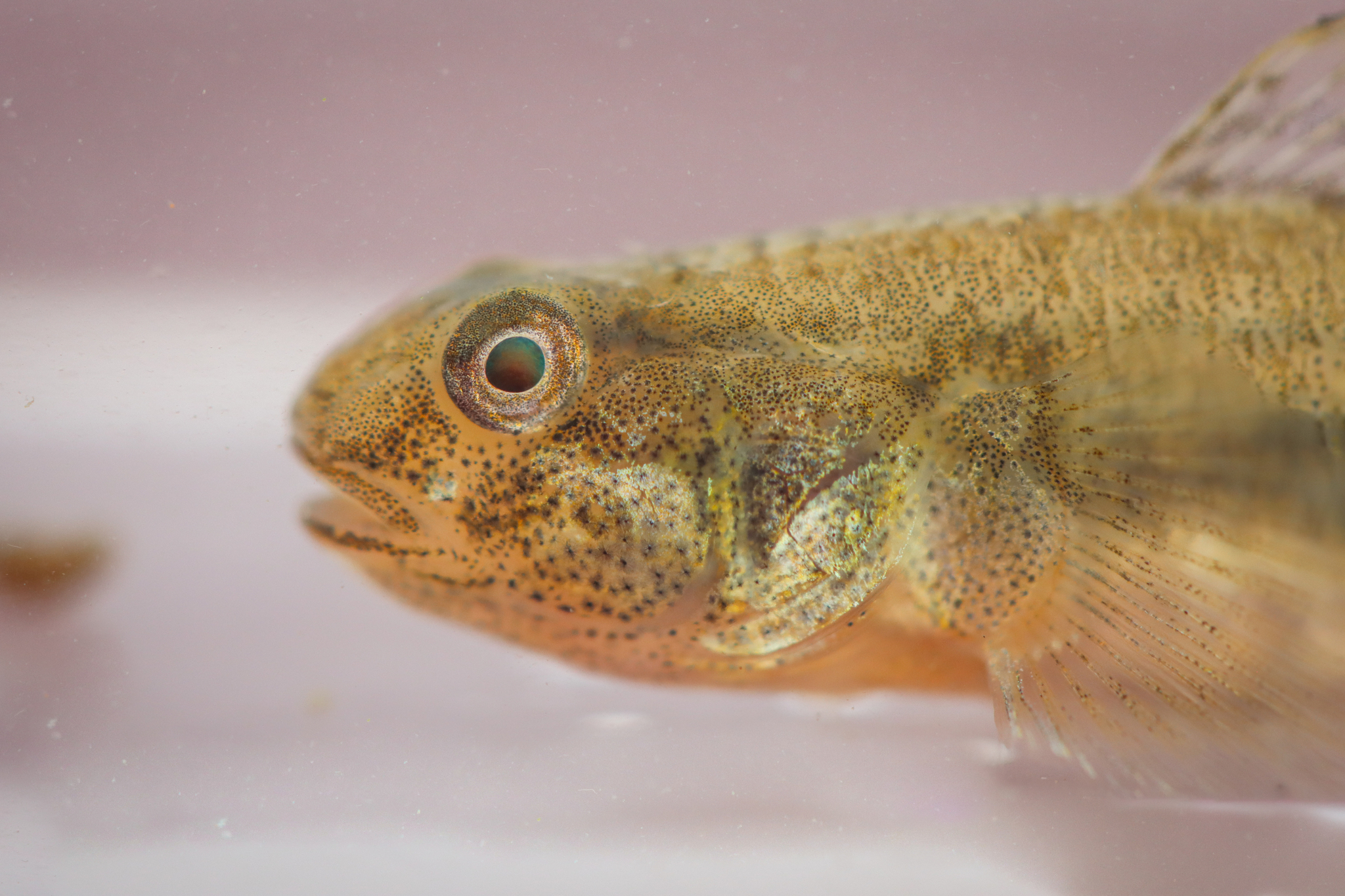 ภาพ ปลาบู่บู่ (Tasmanogobius lasti)