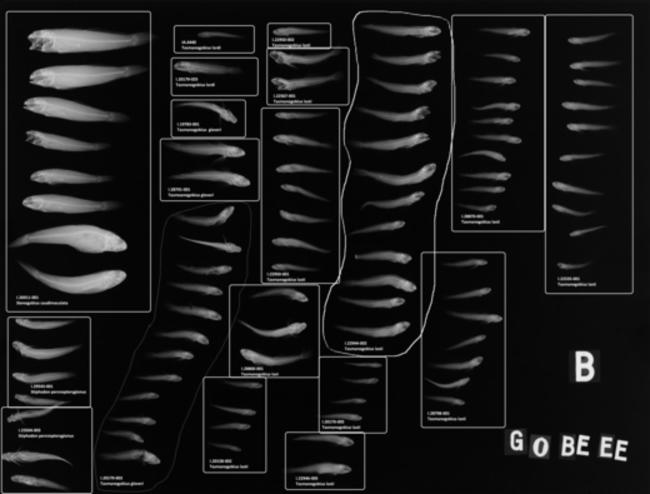 ภาพ ปลาบู่บู่ (Tasmanogobius lordi)