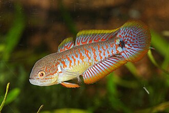 ภาพ ปลา ocellicauda (Tateurndina ocellicauda)