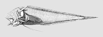 ภาพ ปลา hextii (Tauredophidium hextii)