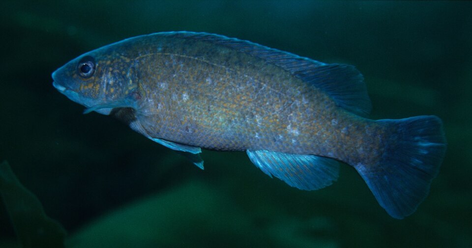 ภาพ ปลานกขุนทองน้ำเงิน (Tautogolabrus adspersus)