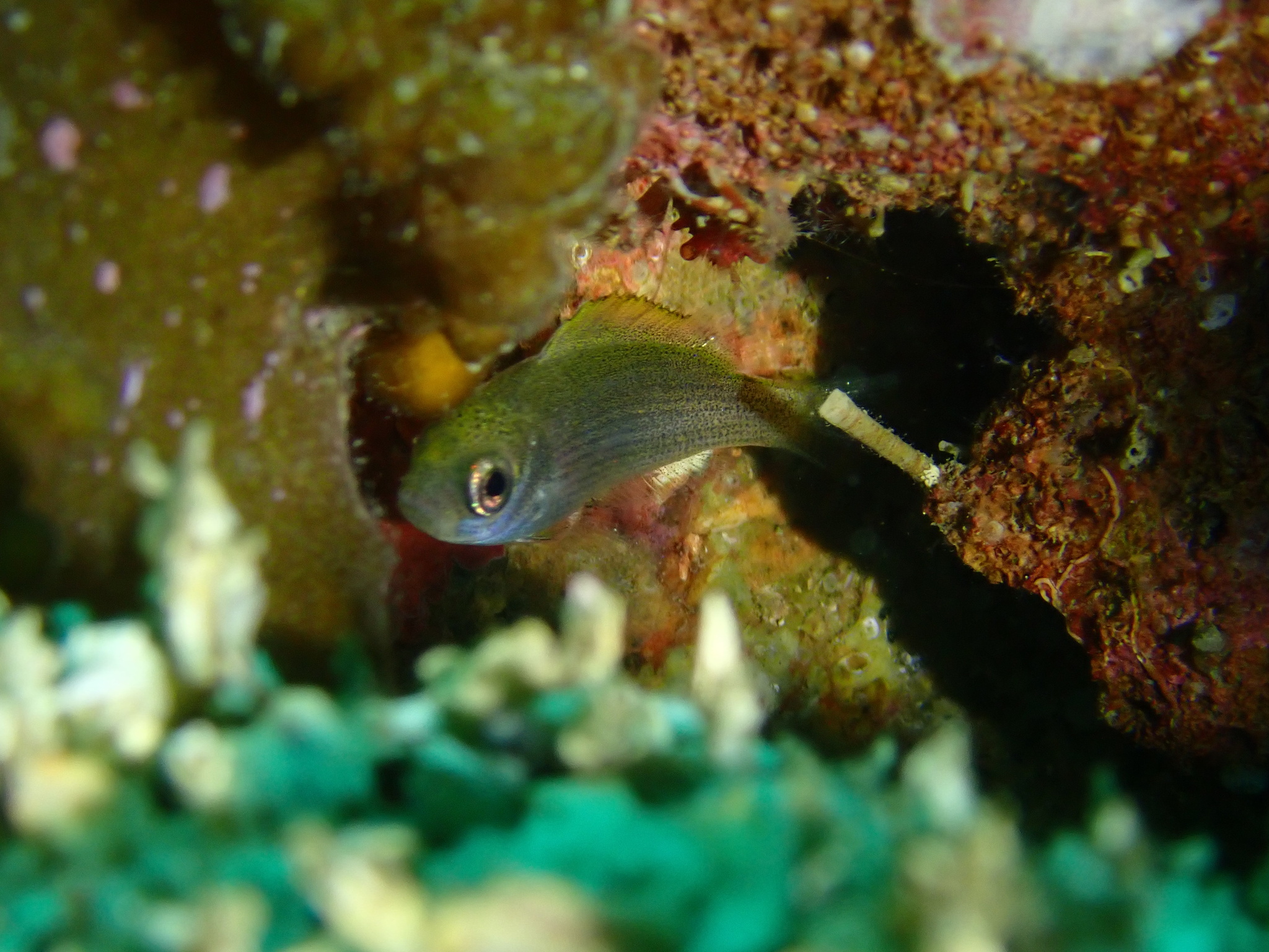 ภาพ ปลาสลิดหิน jordani (Teixeirichthys jordani)