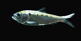 ภาพ ปลา thibaudeaui (Tenualosa thibaudeaui)