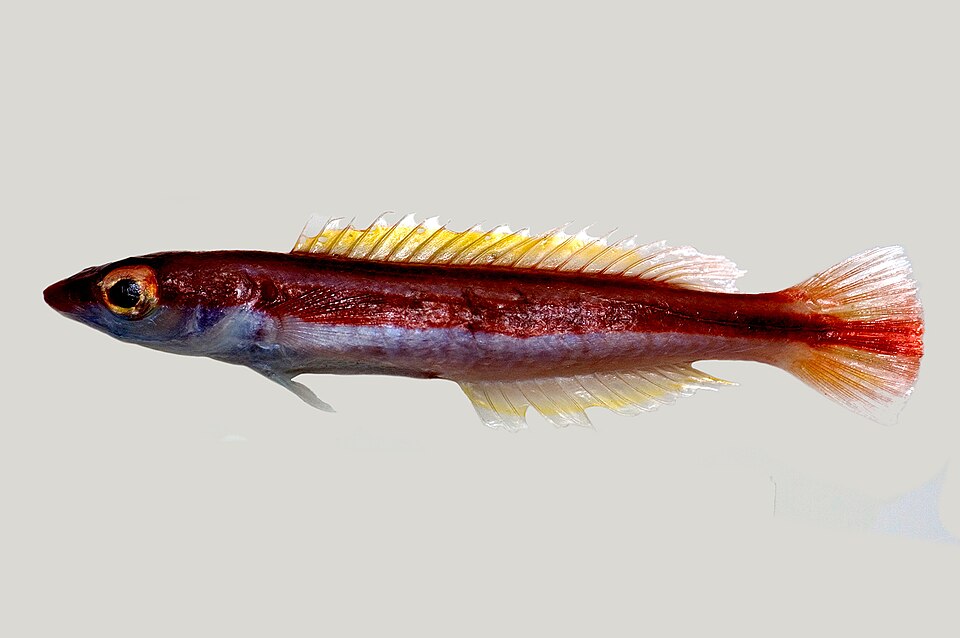 ภาพ ปลานกขุนทองเหลืองลายเส้น (Terelabrus rubrovittatus)