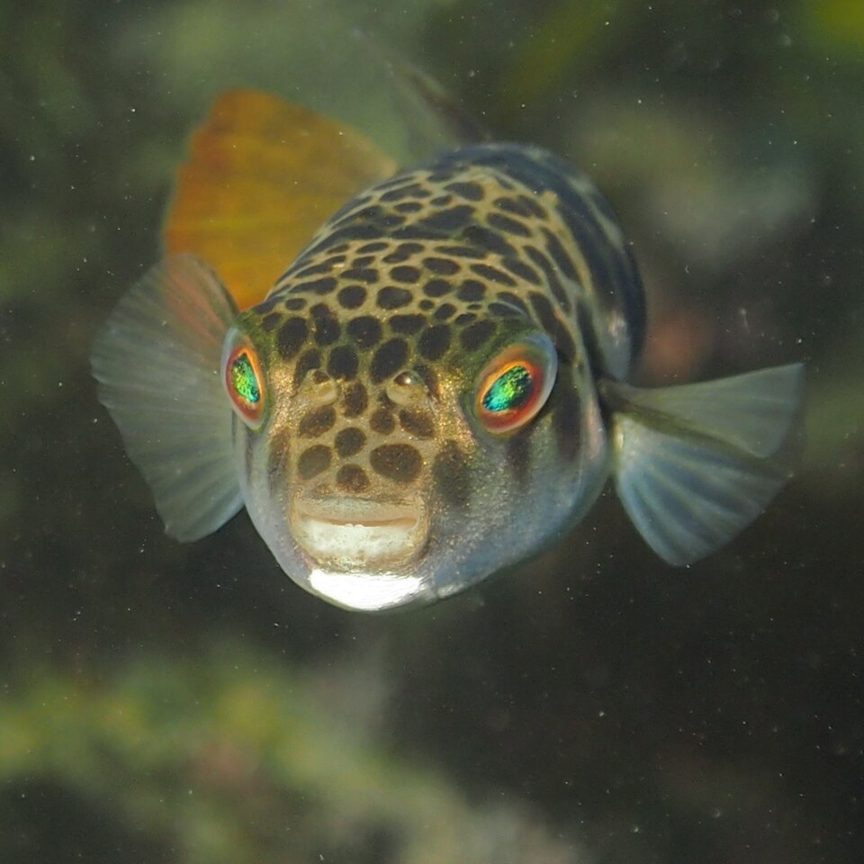 ภาพ ปลาปักเป้าผิวเรียบ (Tetractenos glaber)