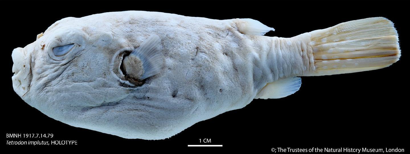 ภาพ ปลาปักเป้าขาวลายจุด (Tetraodon implutus)