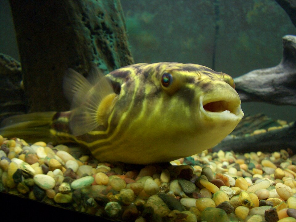 ภาพ ปลาปักเป้าฟาฮากา (Tetraodon lineatus)