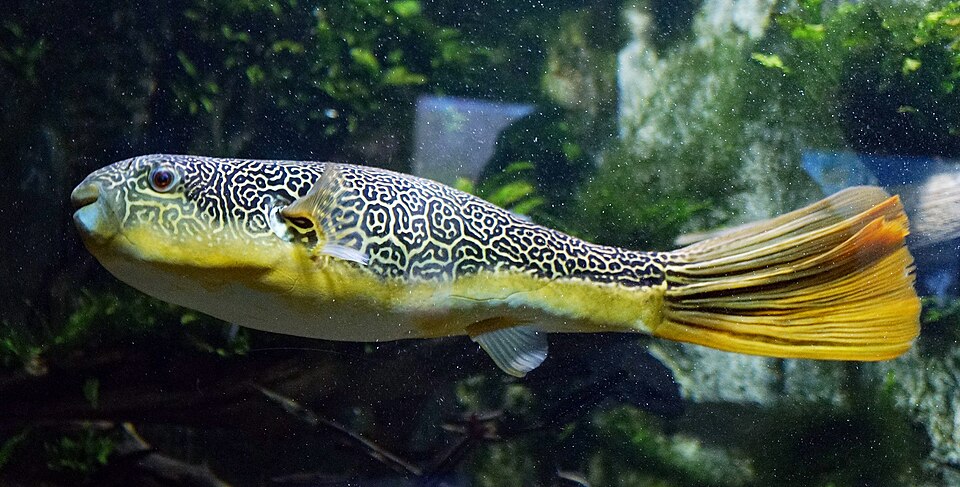 ภาพ ปลาปักเป้าเอ็มบู (Tetraodon mbu)