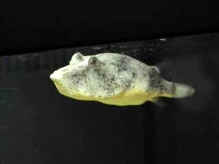 ภาพ ปลาปักเป้าคองโก (Tetraodon miurus)