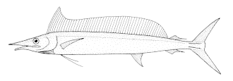 ภาพ ปลา angustirostris (Tetrapturus angustirostris)