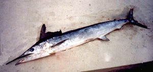 ภาพ ปลา belone (Tetrapturus belone)