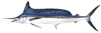 ภาพ ปลา pfluegeri (Tetrapturus pfluegeri)