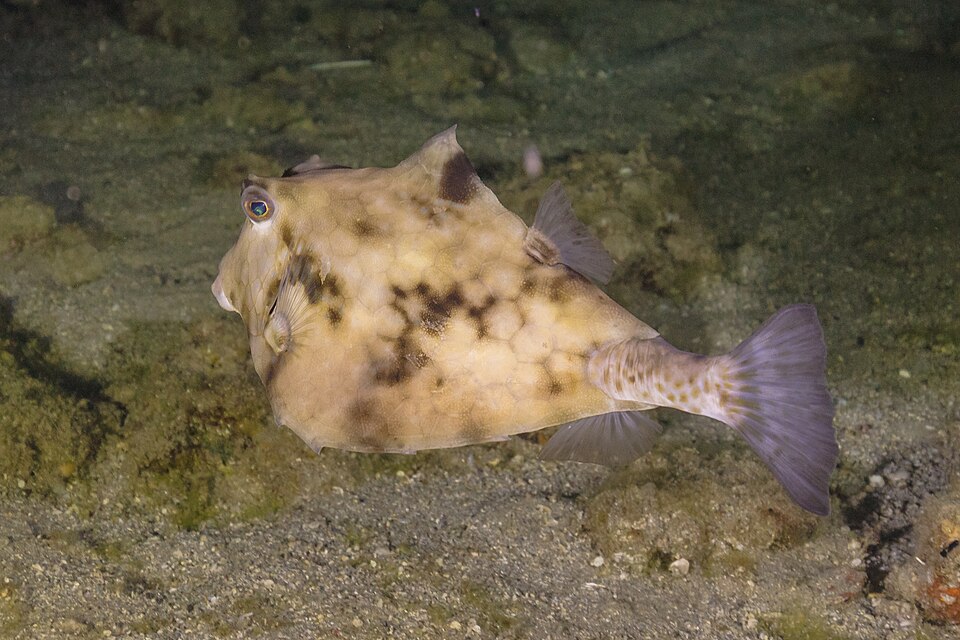 ภาพ ปลากล่อง gibbosus (Tetrosomus gibbosus)