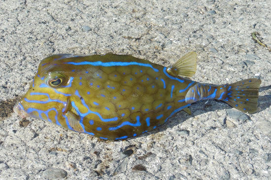 ภาพ ปลากล่อง reipublicae (Tetrosomus reipublicae)
