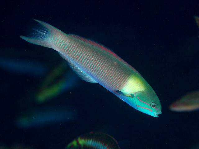 ภาพ ปลานกขุนทอง amblycephalum (Thalassoma amblycephalum)