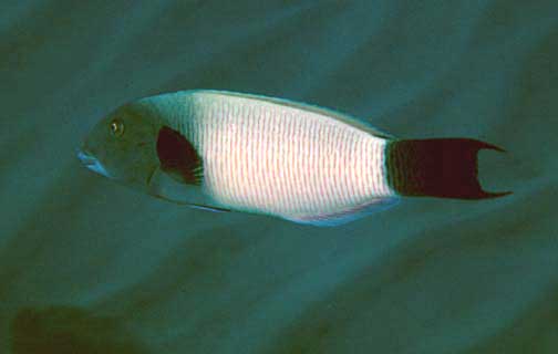 ภาพ ปลานกขุนทอง ballieui (Thalassoma ballieui)