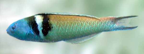 ภาพ ปลานกขุนทองหัวน้ำเงิน (Thalassoma bifasciatum)