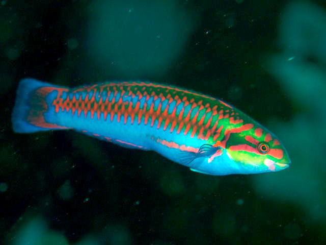 ภาพ ปลานกขุนทอง cupido (Thalassoma cupido)